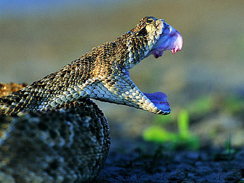 Snake, reptiles, beautiful, animals HD wallpaper