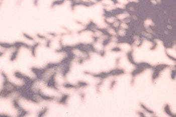 Abstract shadows of foliage on a pastel background create a tranquil and artistic pattern. HD wallpaper