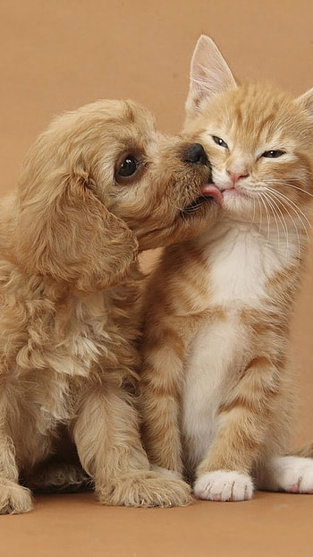 Cat And Dog, Cat Kitten, Puppy Dog HD phone wallpaper