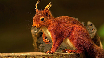 Animals, Squirrel HD wallpaper
