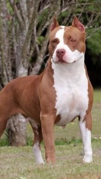 Pitbull Dog, Pitbull HD phone wallpaper