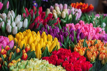 A stunning selection of multicolored tulips in full bloom, showcasing nature's beauty. HD wallpaper