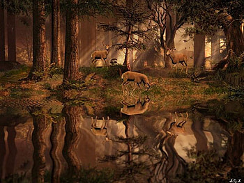 Forest, trees, water, deer HD wallpaper