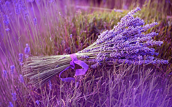 Plants, Flowers, Violet, Bouquets HD wallpaper