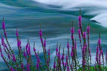 Riverside flowers, spike, nature, water, flower HD wallpaper