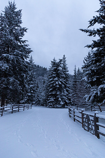 Winter, Nature, Trees, Snow, Fir-Trees, Fence HD phone wallpaper