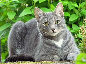 Animals, Grass, Leaves, Cat, To Lie Down, Lie HD wallpaper