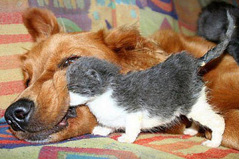 Friendship, animal, dog, kitten, puppy, love HD wallpaper