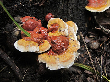 Ganoderma sessile, Identification look alikes, Benefits HD wallpaper