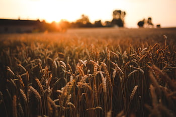 A scenic view of a golden wheat field under a warm, orange sunset, highlighting harvest season. HD wallpaper