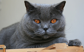 Animals, Cat, Muzzle, Sight, Opinion, Briton HD wallpaper