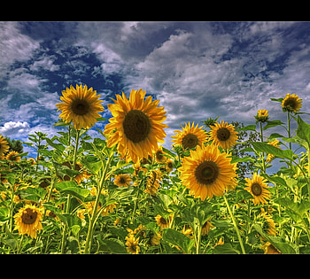 Sunflower Field, nature, field, sunflower HD wallpaper
