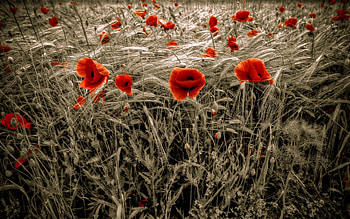 Nature, Flowers, Poppies, Field, Ears, Spikes HD wallpaper