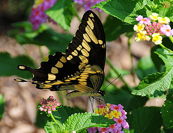 Going about its Business, wings, black, gold, leaves, butterfly, body, green, flowers, legs HD wallpaper