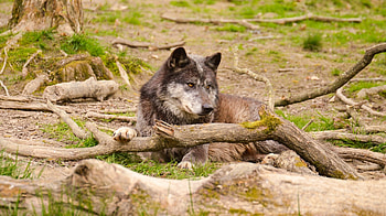 Animals, Forest, To Lie Down, Lie, Muzzle, Predator, Wolf HD wallpaper