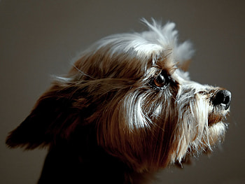 Australian silky terrier, dog, puppy, australian silky, terrier HD wallpaper