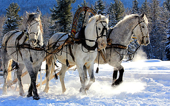 Animals, Horses, Snow, Three, Team, Sleigh, Sledge HD wallpaper