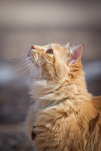 Feline, cat, looking up, orange HD phone wallpaper