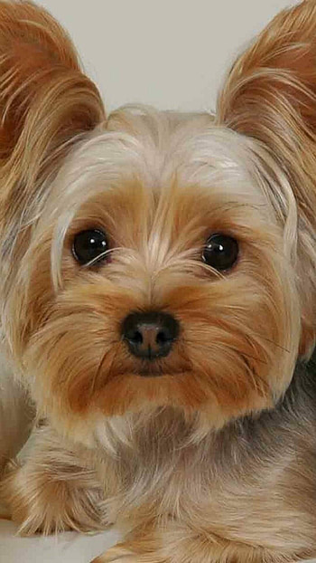 Yorkie, Android , backgrounds HD phone wallpaper