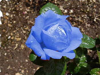 Blue rose, flowers, roses HD wallpaper