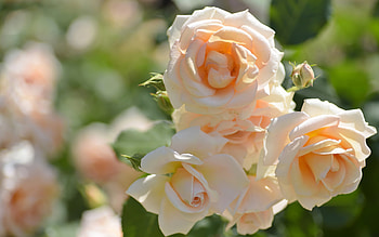 Flowers, Roses, Cream, Petals, Blur HD wallpaper