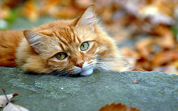 Animals, Autumn, Cat, Sight, Opinion, Redhead HD wallpaper