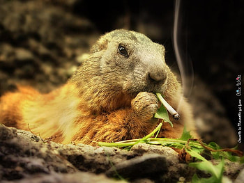 ok . ok .only light cigarettes !!!, , only light cigarettes, smoking, licht, bad, rodent HD wallpaper