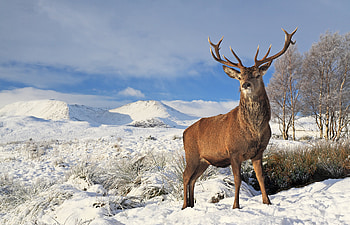 Snow, Nature, Animal, Deer, Landscape, Winter HD wallpaper