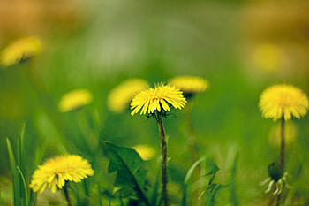 Dandelions, Macro, Spring, Dandelion, Helios HD wallpaper