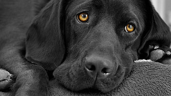 Labrador dog , Breathtaking , Loyal and friendly, Canine companion HD wallpaper