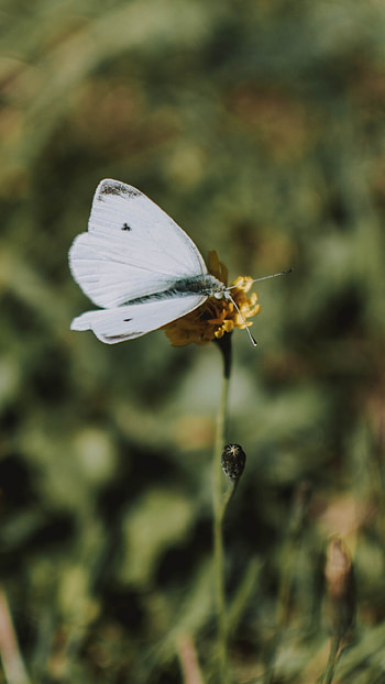 White Butterfly, Wonderful Aesthetic HD phone wallpaper