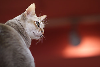 Animals, Muzzle, Color, Breed, Singapore Cat HD wallpaper