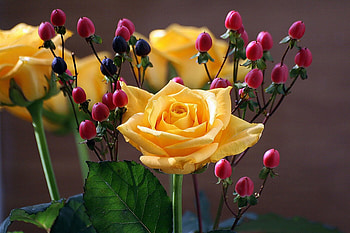 Roses, rose, beautiful, flowers, yellow HD wallpaper