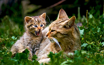 Animals, Cats HD wallpaper