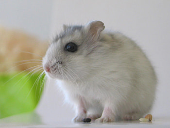 Animals, Mice HD wallpaper