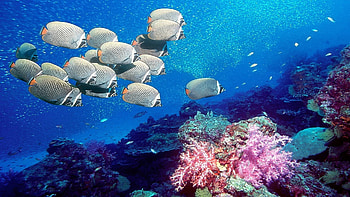 Angelfish, Underwater, , Animals HD wallpaper
