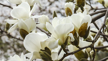 Magnolien Hintergrundbilder, Kostenlos HD wallpaper