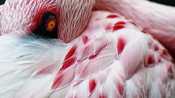 flamingo, pink, bird, pretty, tropical HD wallpaper