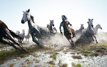 Running centaur, Majestic horses, , Dynamic movement HD wallpaper
