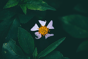 Flowers, Flower, Petals, Bud, Close-Up HD wallpaper