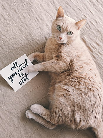 Adorable domestic cat lounging with a handwritten note saying 'All you need is cat'. Perfect cute pet portrait. HD phone wallpaper