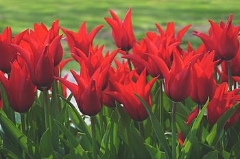 Flowers, Tulips, Field HD wallpaper