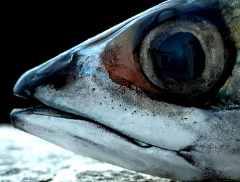 fish o fish, animal, fish HD wallpaper