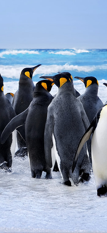 Charming penguin , favorites, Playful companions, Arctic wonders HD phone wallpaper