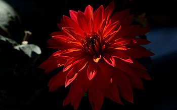*** Dahlia ***, dahlia, nature, flowers, flower HD wallpaper