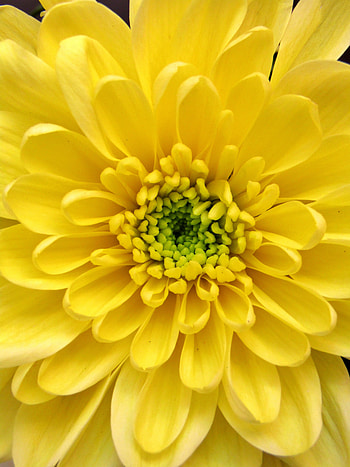 Dahlia, yellow, close up HD phone wallpaper