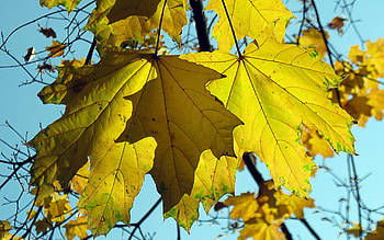 Nature, Sheet, Leaf, Maple, Fallen HD wallpaper