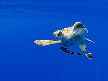 Sea Turtle, sea, turtle, cool HD wallpaper