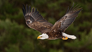 Bald eagle in flight, Spread wings, Stretched claws, Powerful presence HD wallpaper
