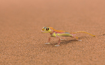 Animals, Background, Lizard, Mars HD wallpaper
